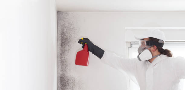Best Bathroom Mold Remediation in Waterloo, IL
